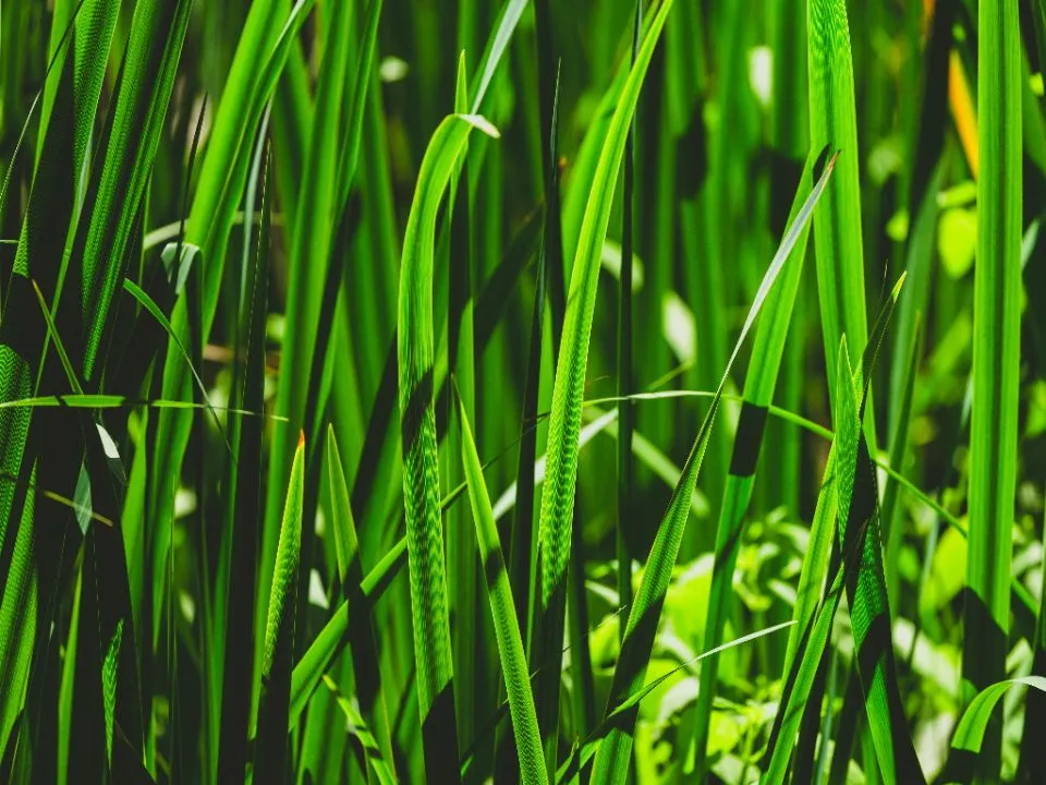 ESG raporlama standartları ISSB CSRD uyum stratejisi